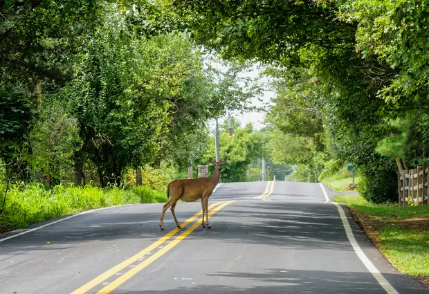 Deer standing near the center of a tree-lined rural road