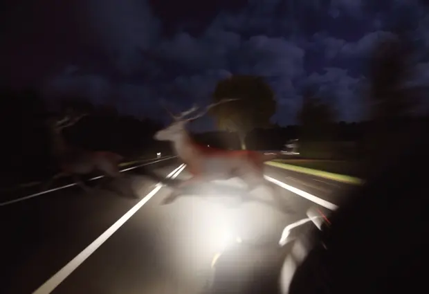 Deer crossing a road at night illuminated by vehicle headlights