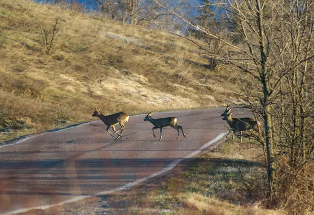 Several deer crossing a winding road beside a grassy hillside